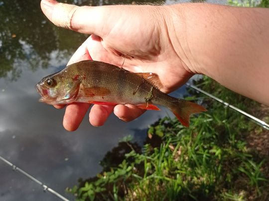 Flussbarsch