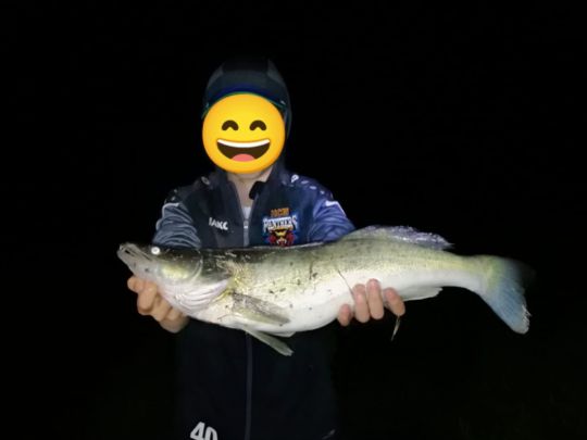 Zander