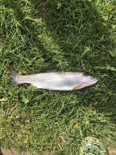 Regenbogenforelle