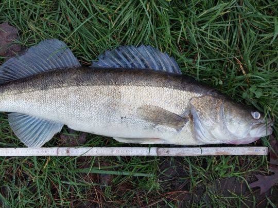 Zander