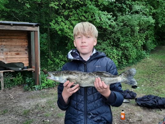 Zander