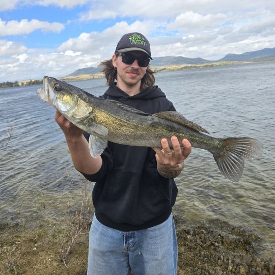 Zander