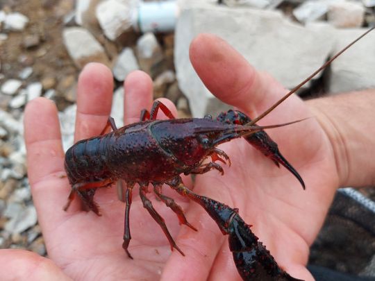 Roter amerikanischer Sumpfkrebs