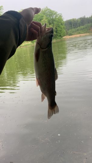 Regenbogenforelle