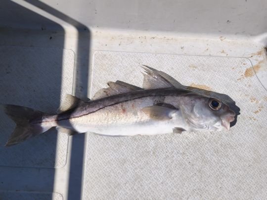 Schellfisch