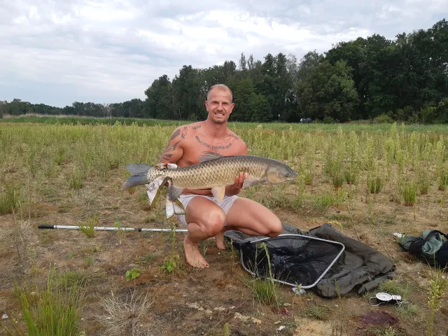 Graskarpfen