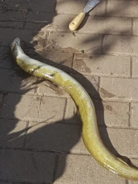 Aal