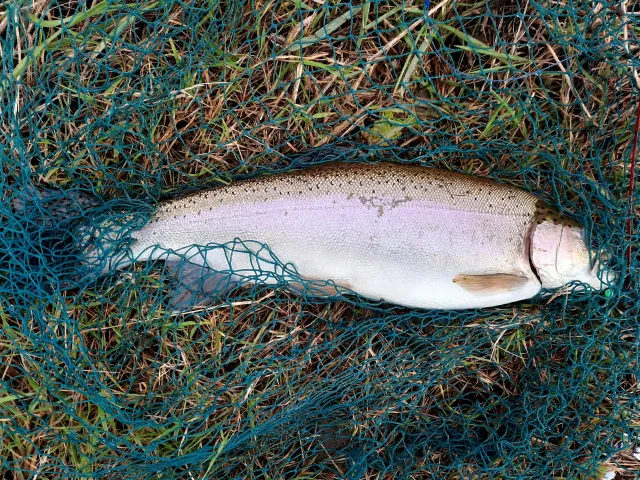 Regenbogenforelle
