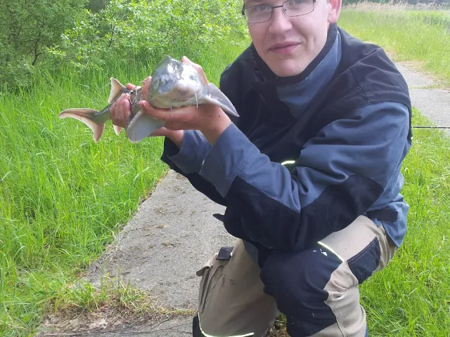 Stör