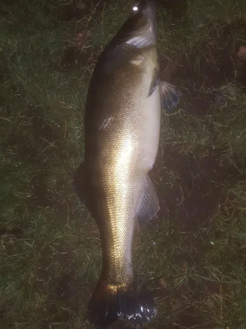 Zander