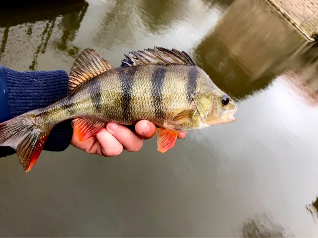 Flussbarsch