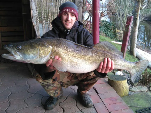 Zander