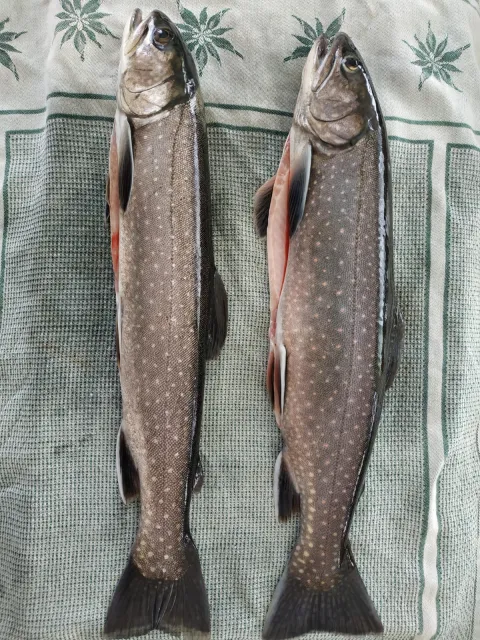 Seesaibling