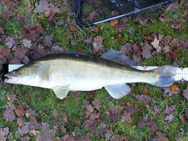 Zander