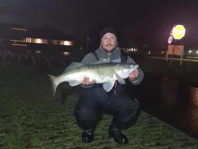 Zander
