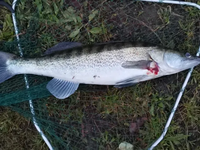 Zander