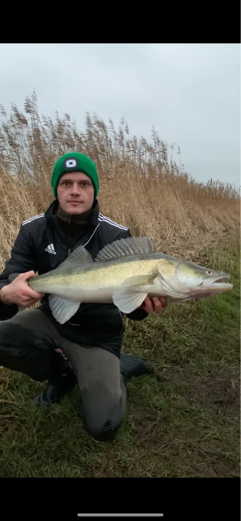 Zander