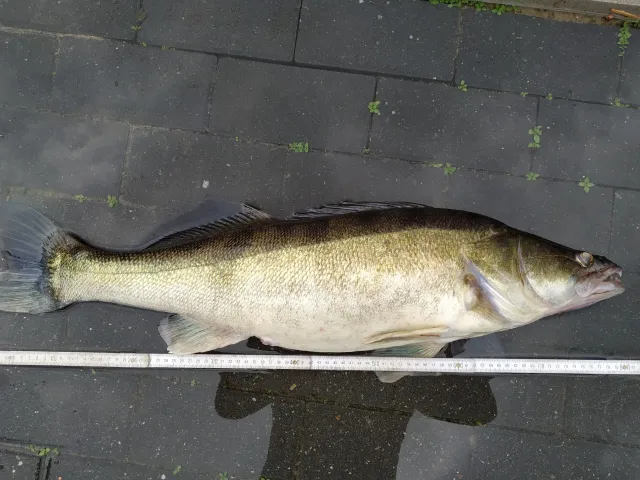 Zander