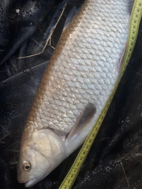 Döbel