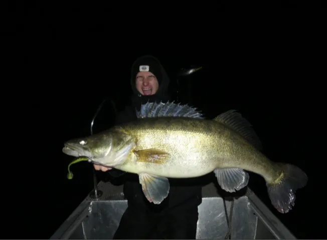 Zander