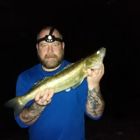 Zander