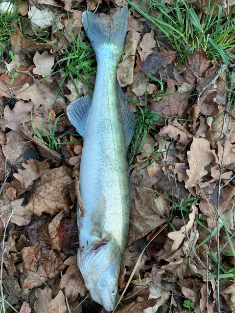 Zander