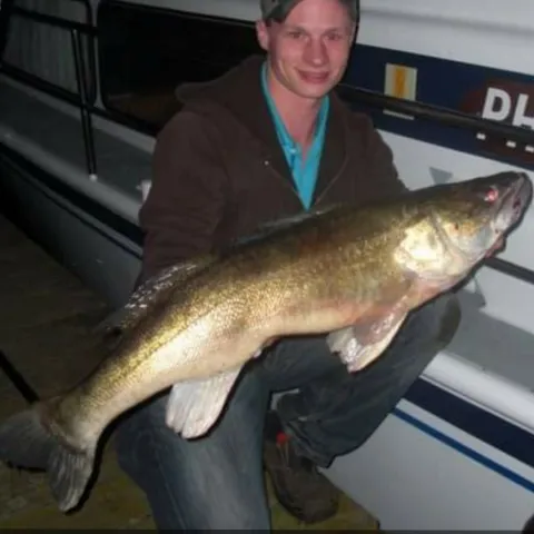 Zander
