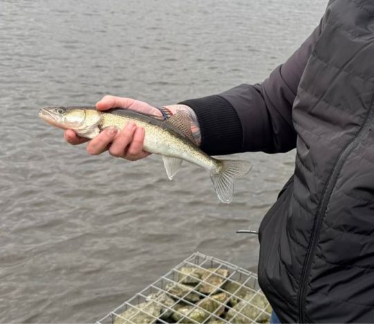 Zander