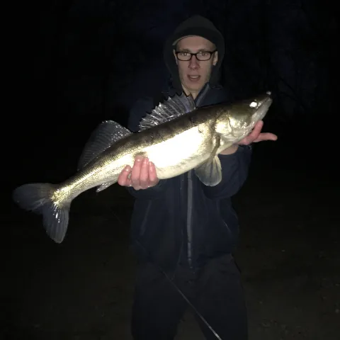 Zander