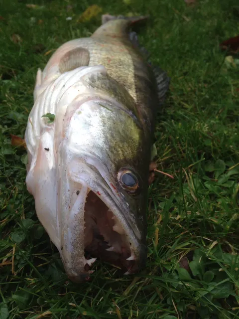 Zander