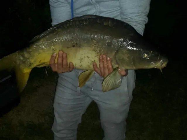 Karpfen
