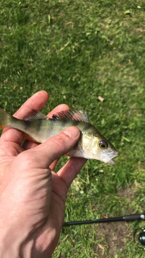 Flussbarsch
