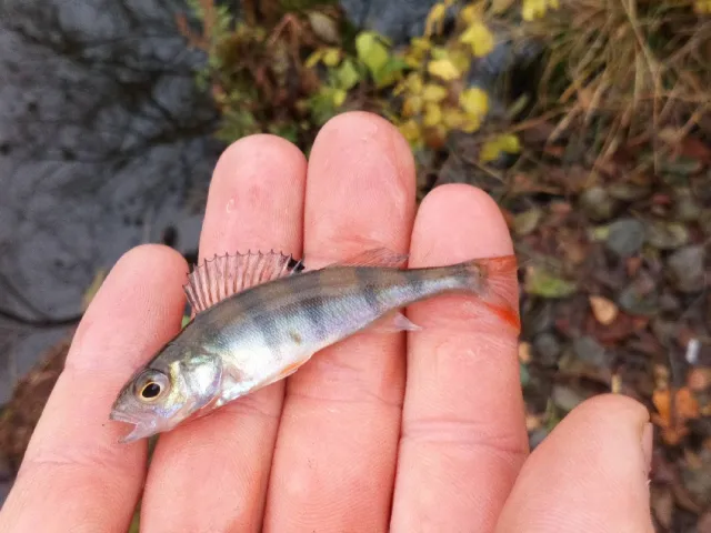 Flussbarsch