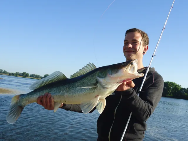 Zander