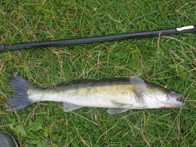 Zander