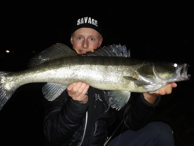Zander