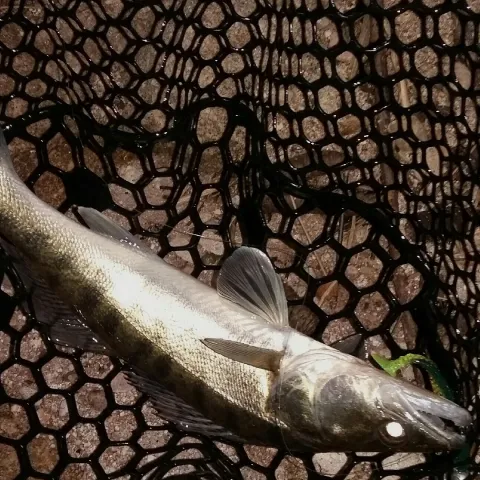 Zander