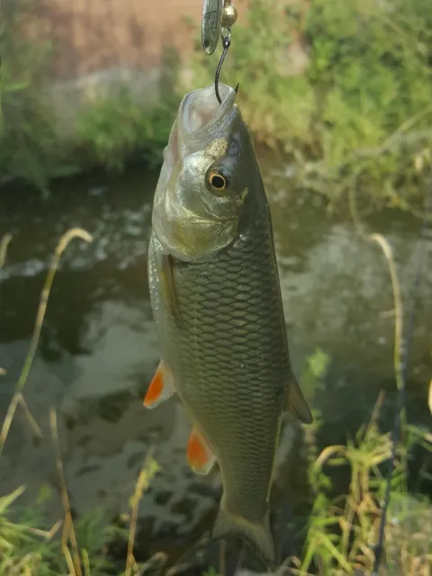Döbel