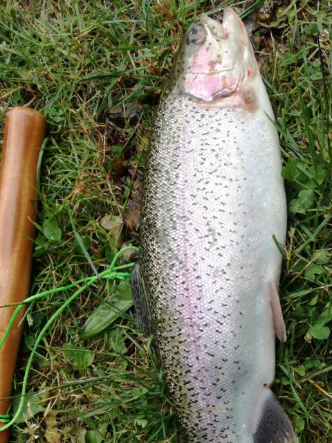 Regenbogenforelle