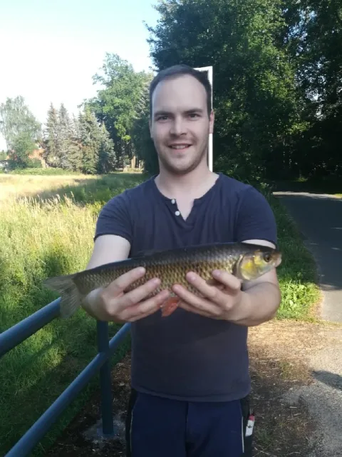 Döbel