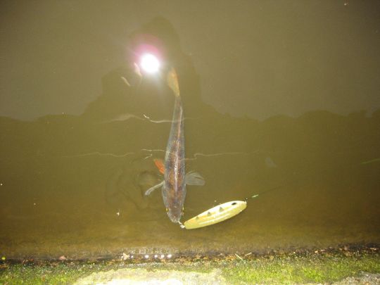 Flussbarsch