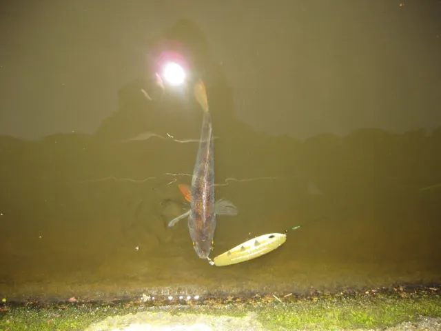 Flussbarsch