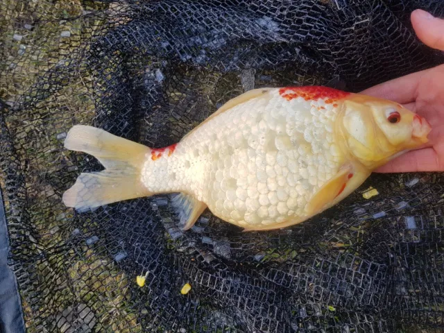 Goldfisch