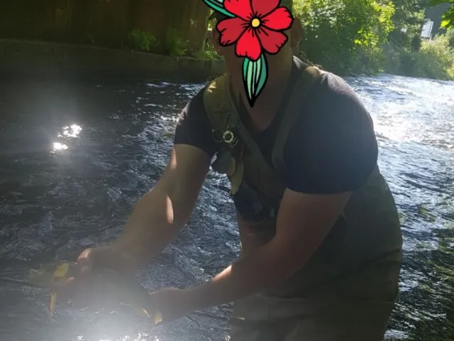 Bachforelle