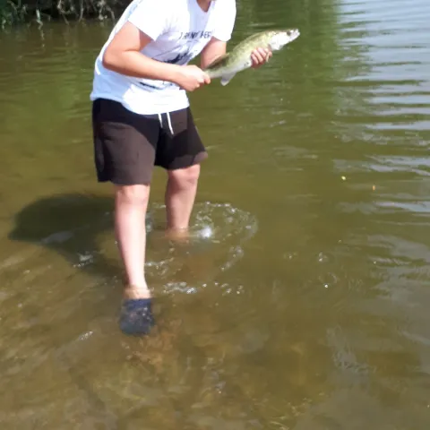 Zander