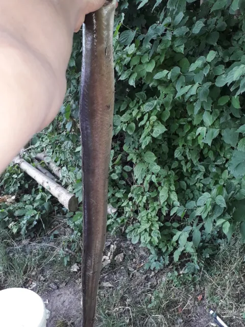Aal