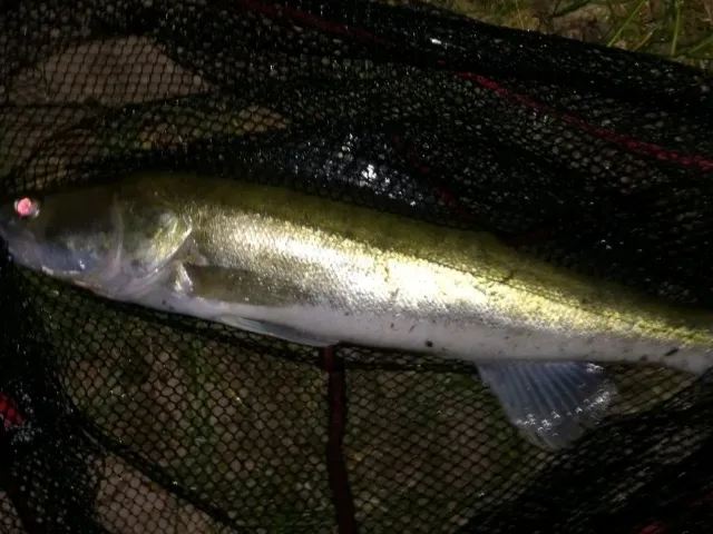 Zander