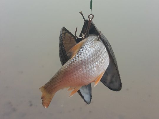 Gemeine Teichmuschel