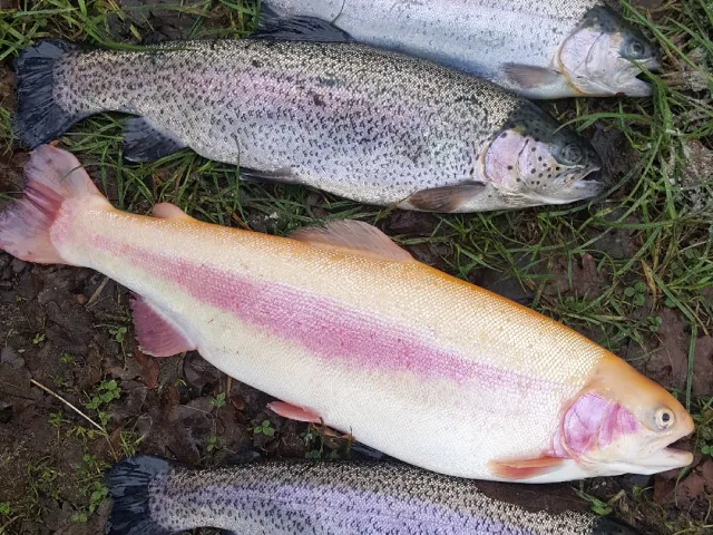 Regenbogenforelle