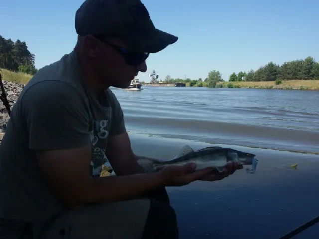 Zander
